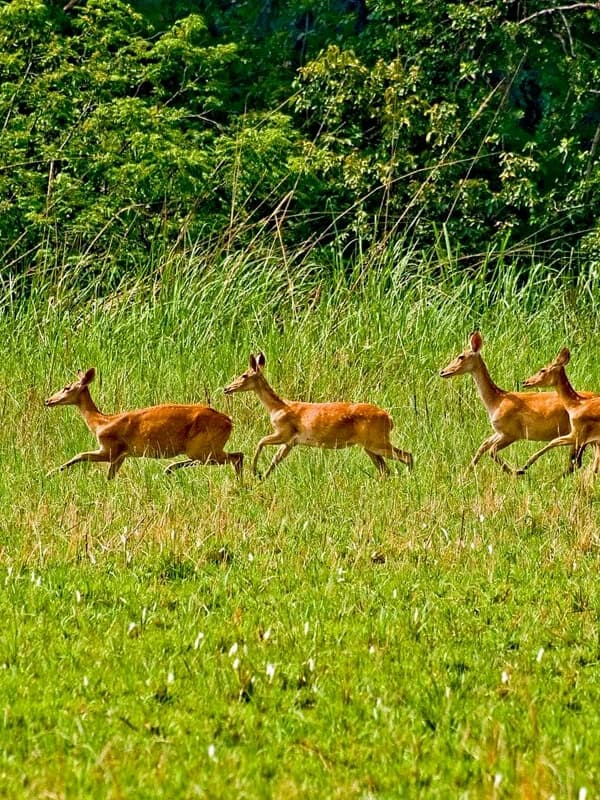 Chitwan National Park