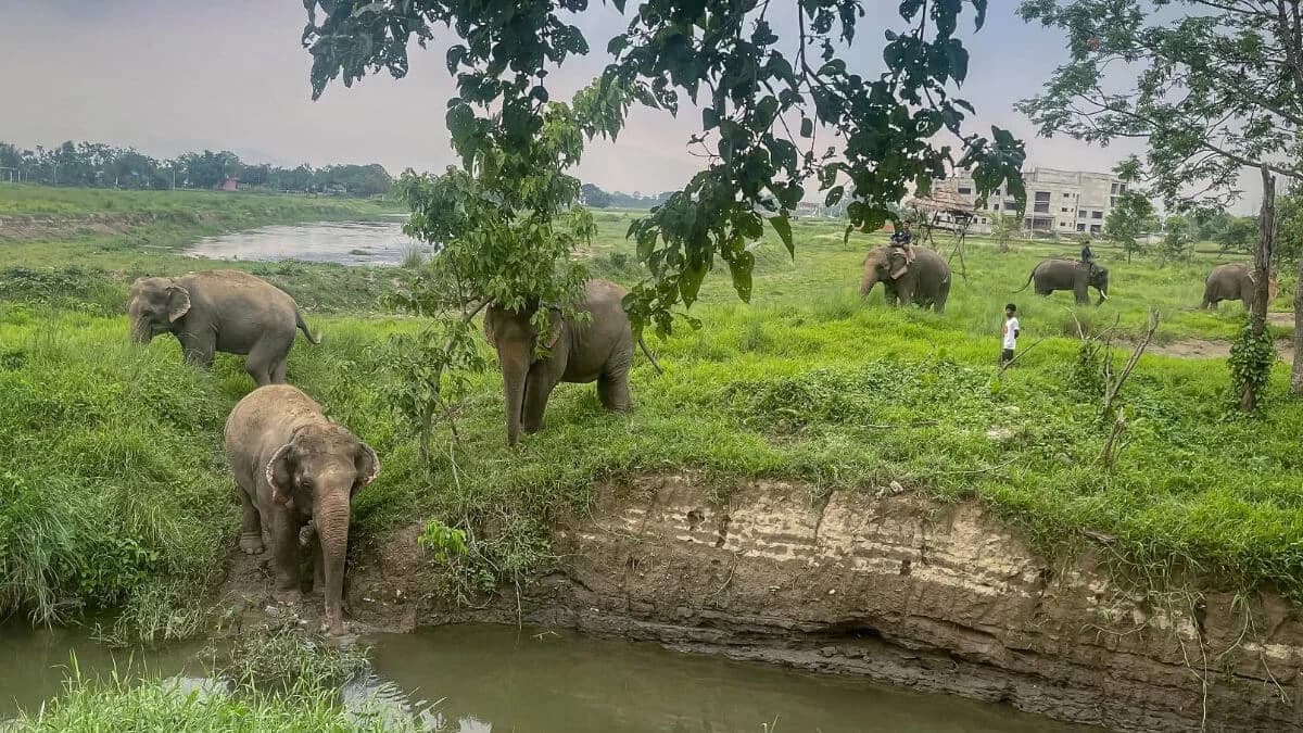 Chitwan Jungle Safari