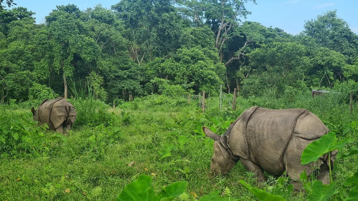 Kathmandu Tour Chitwan Safari