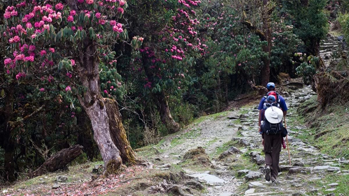 How to Get Rid of Leeches While Trekking