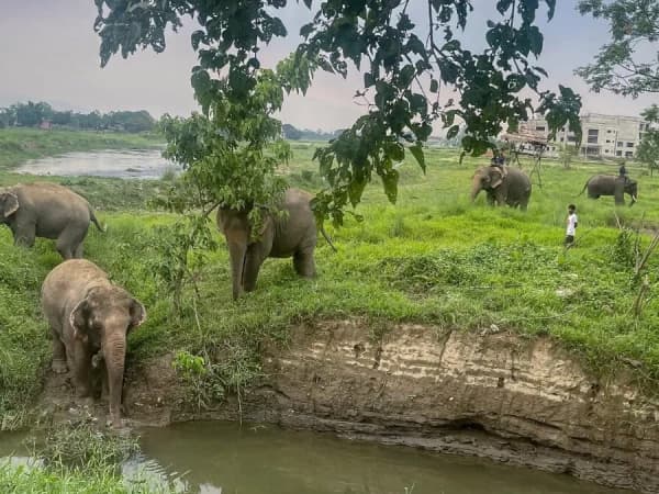 Chitwan Jungle Safari