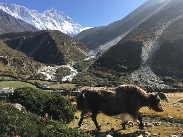 Yak Everest