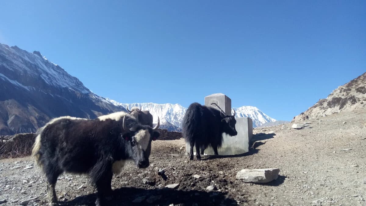 Annapurna Circuit Trek with Tilicho Lake