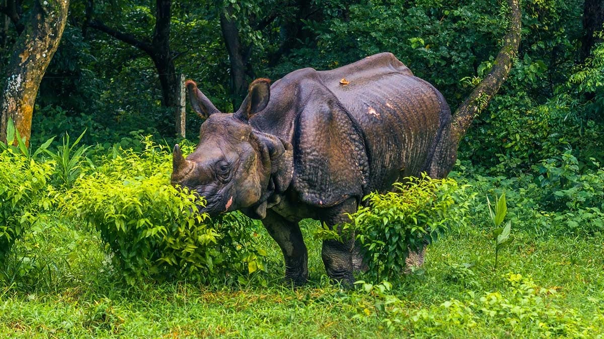 8-day Family Tour Nepal