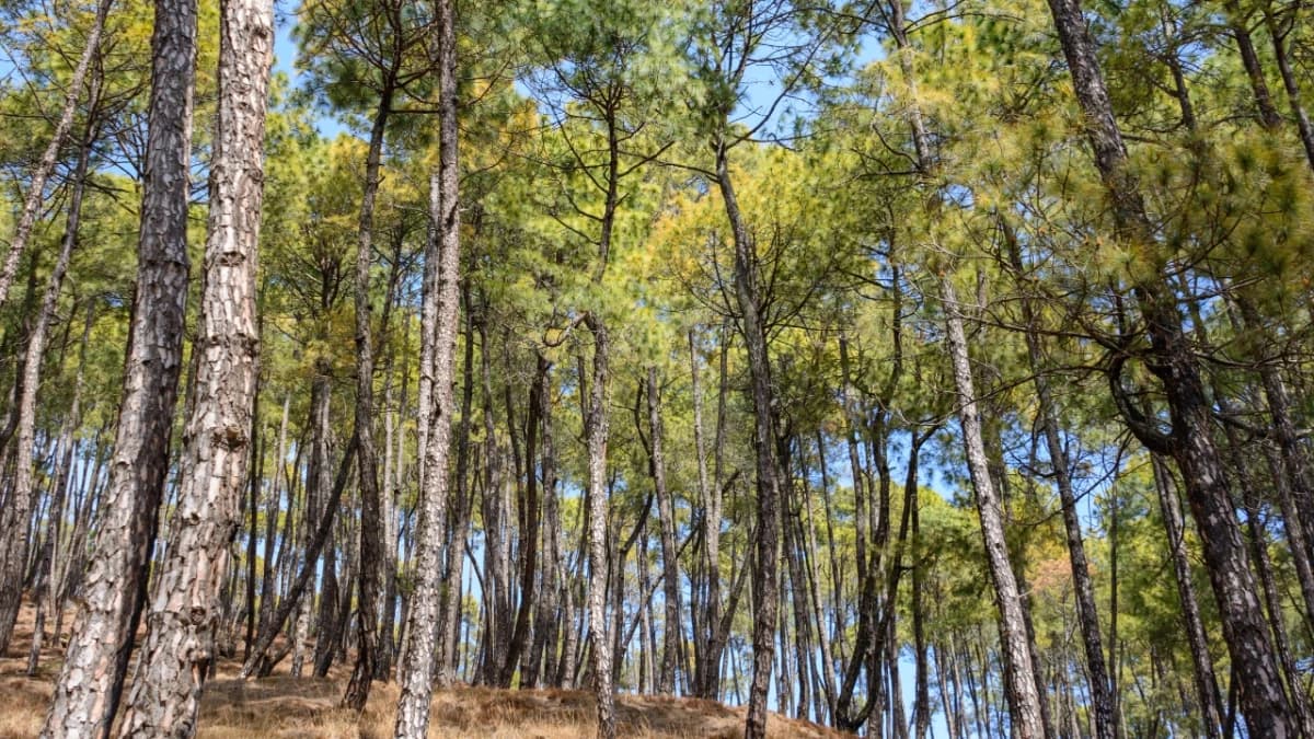 Champadevi Day Hike