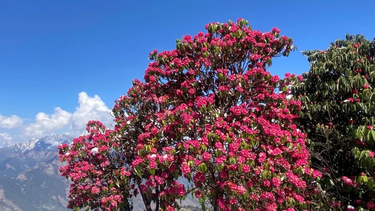 khopra danda flower beautiful