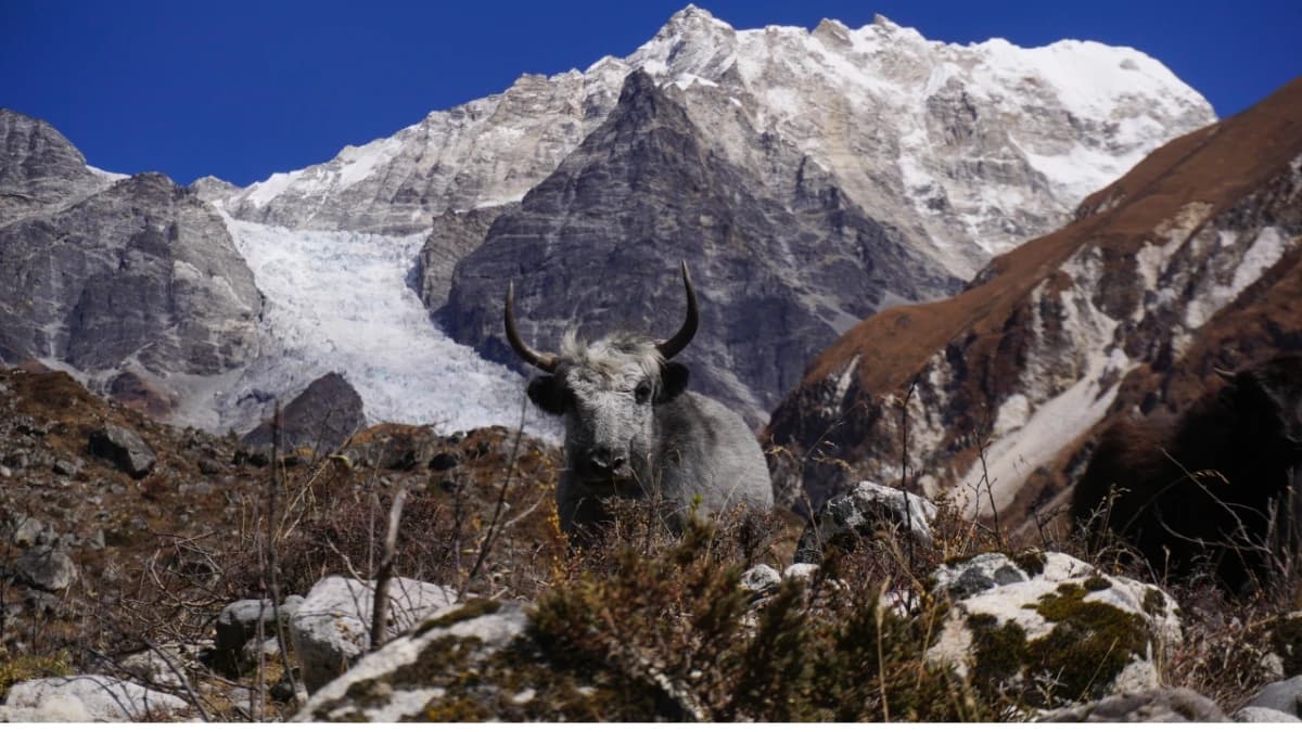 Tamang Heritage Trail Trail