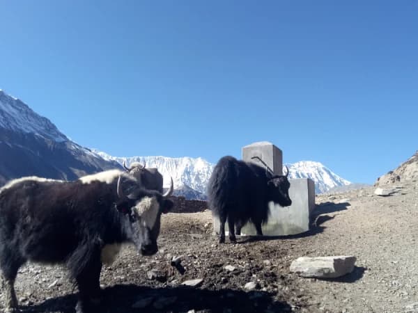 Annapurna Circuit Treks With Tilicho Lake 1
