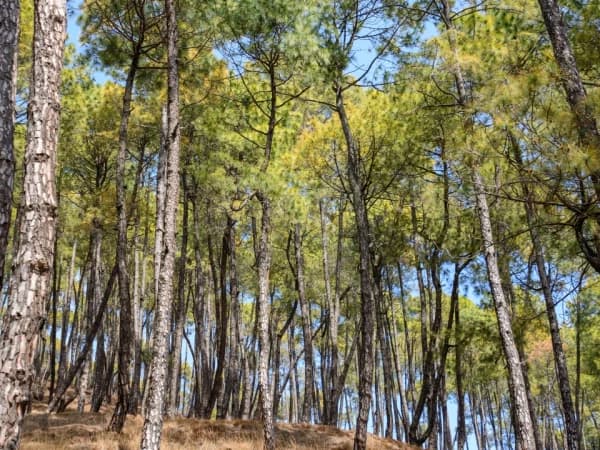 Hattiban Forest
