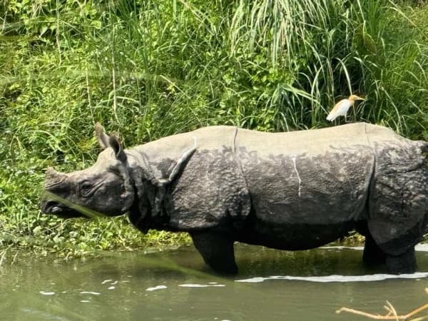 Rhino In Chitwan