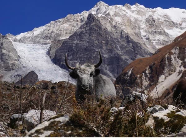 Tamang Heritage Trails Trek